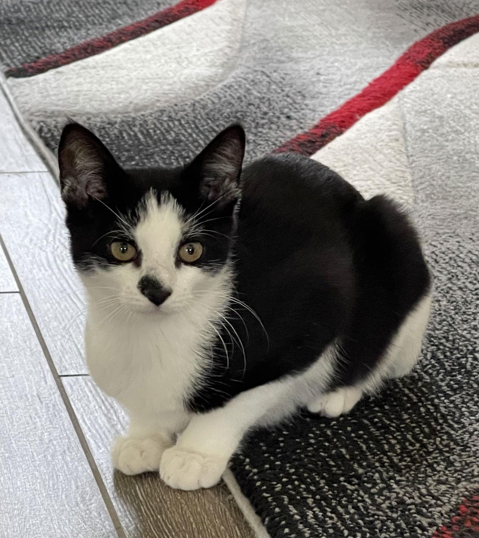 Spot, Adoptable, Adult Male Tuxedo.