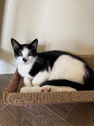 Enlarge Spot, a Adoptable Tuxedo in Plano, TX image 3/3
