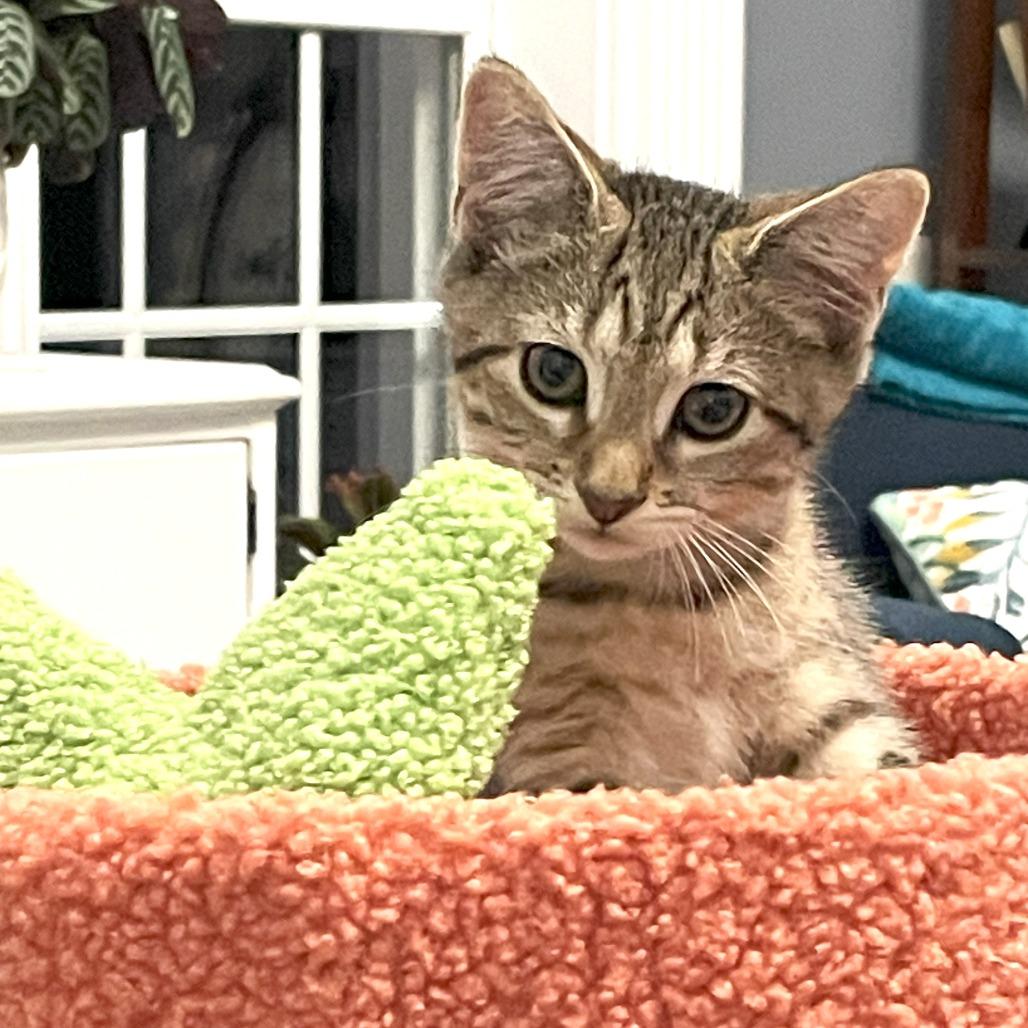 Enlarge RockStar Lennon, a Adoptable Domestic Short Hair in Chantilly, VA image 1/4