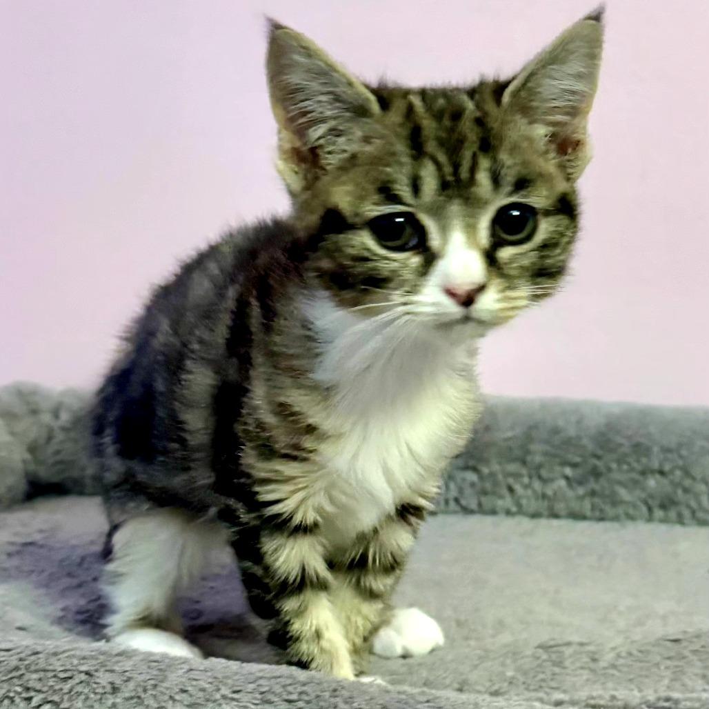 Kiwi, Adoptable, Kitten Female Domestic Short Hair.