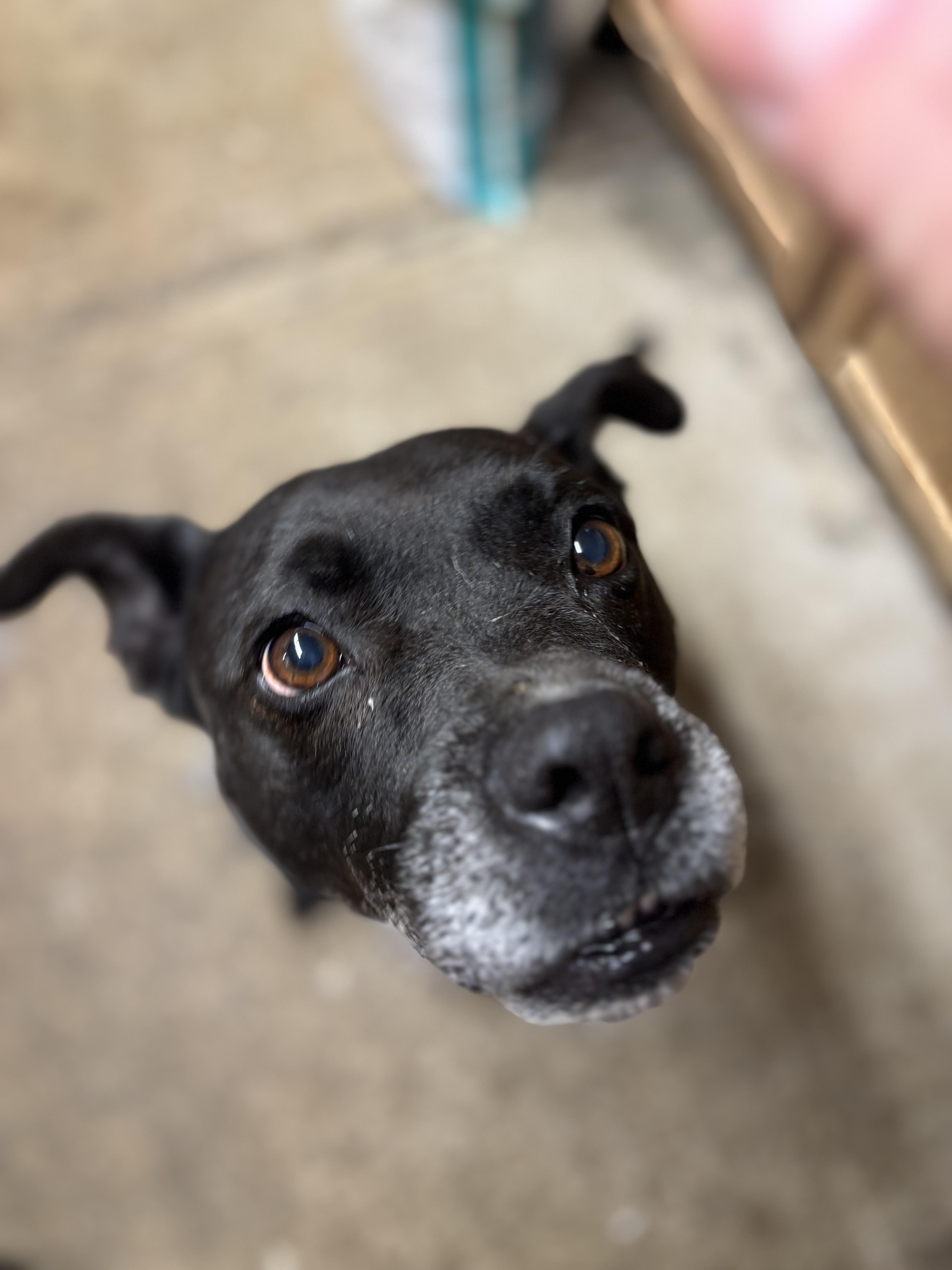 Lila (~ being fostered), Adoptable, Senior Female Pit Bull Terrier.