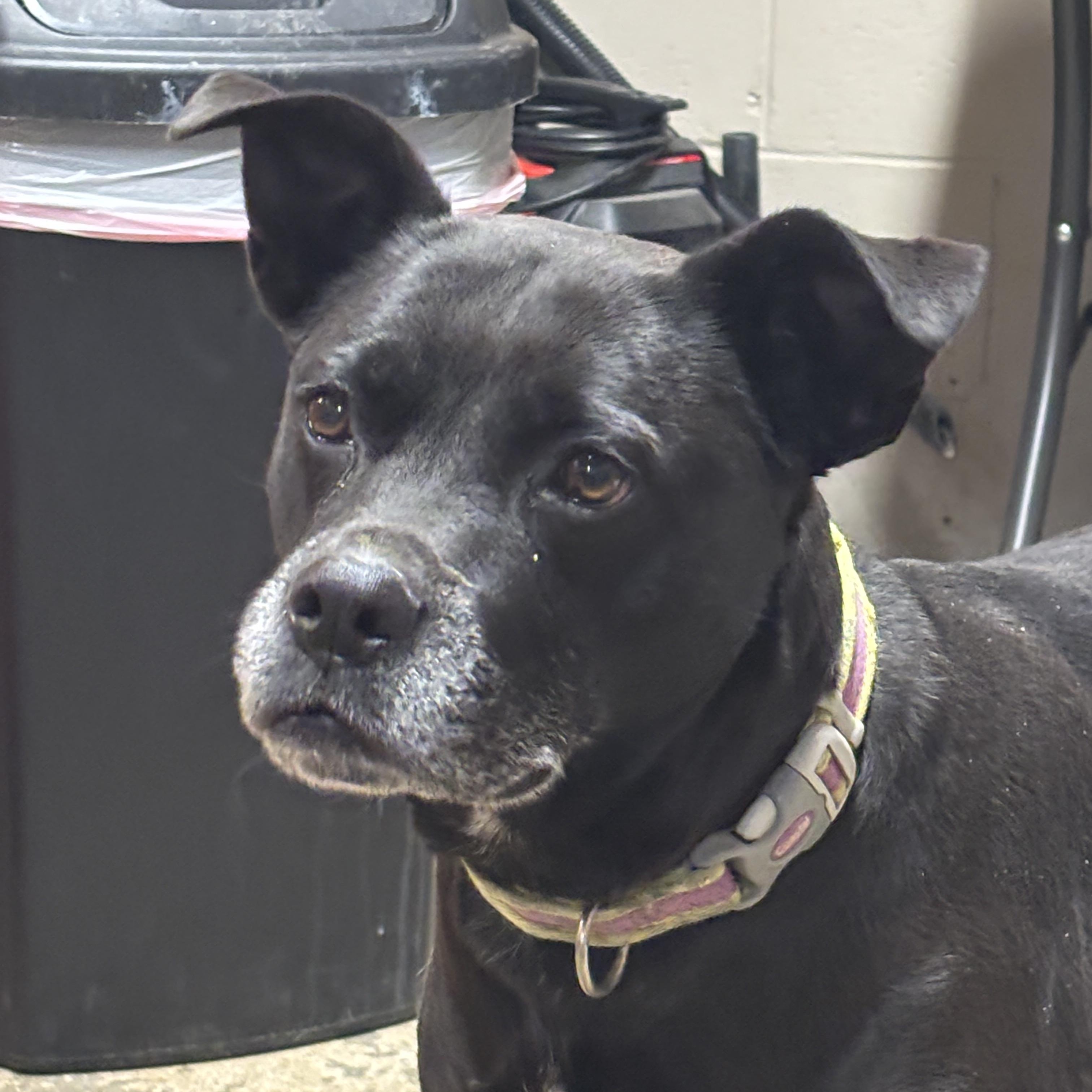 Lila (~ being fostered), Adoptable, Senior Female Pit Bull Terrier.