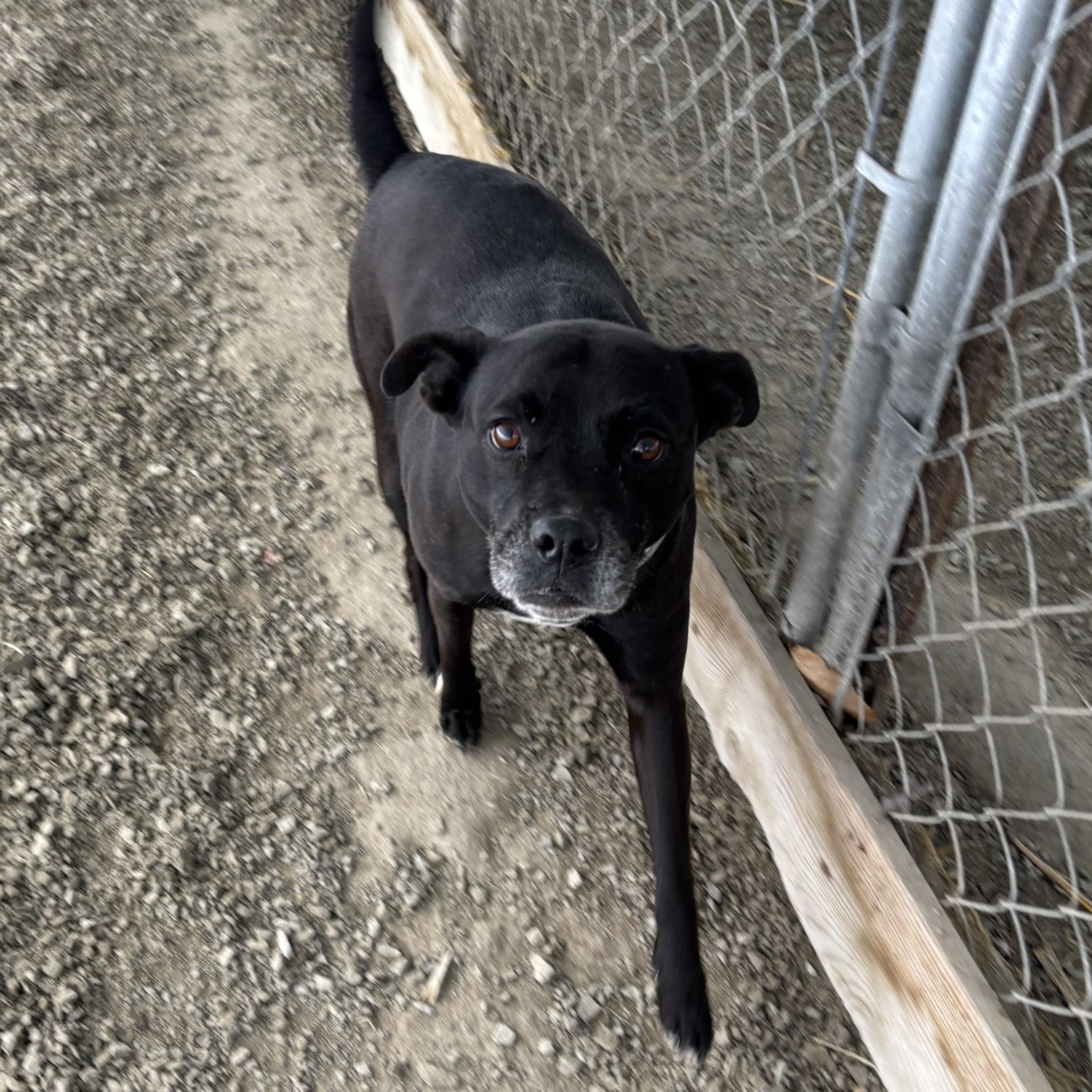 Enlarge Lila (~ being fostered), a Adoptable mixed breed in Grafton, WV image 4/4