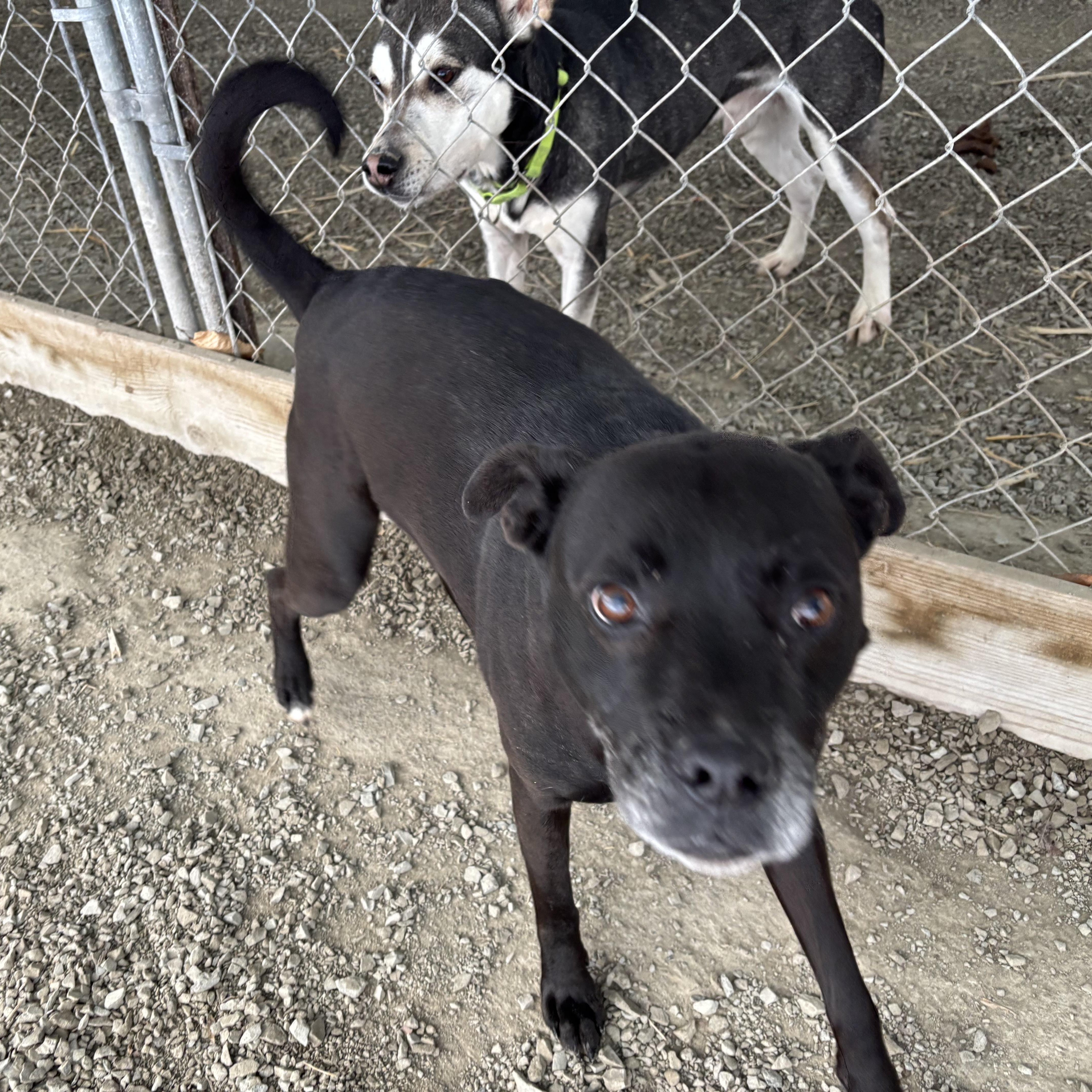 Enlarge Lila (~ being fostered), a Adoptable mixed breed in Grafton, WV image 3/4