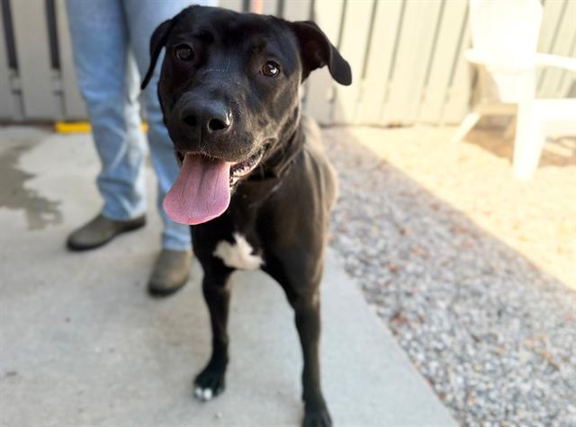 CARLY, Adoptable, Young Female Pit Bull Terrier & Mixed Breed.