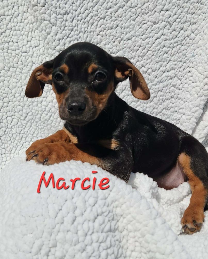 Enlarge Marcie, a Adoptable mixed breed in Waterloo, IL image 1/1