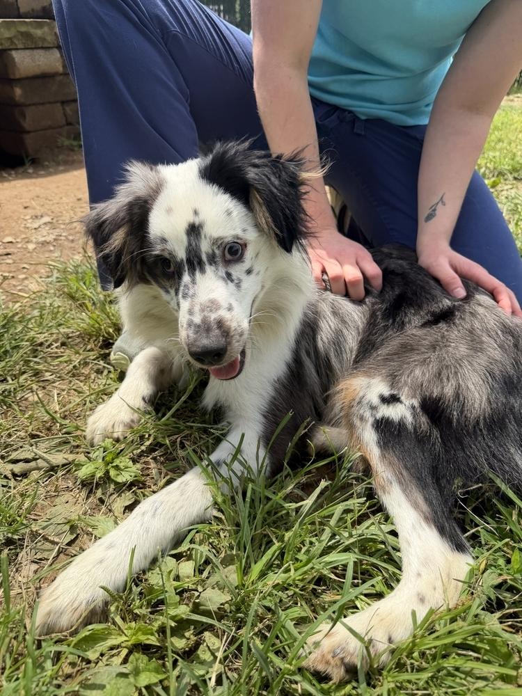 Enlarge Vybe, a Adoptable mixed breed in Troy, VA image 1/3