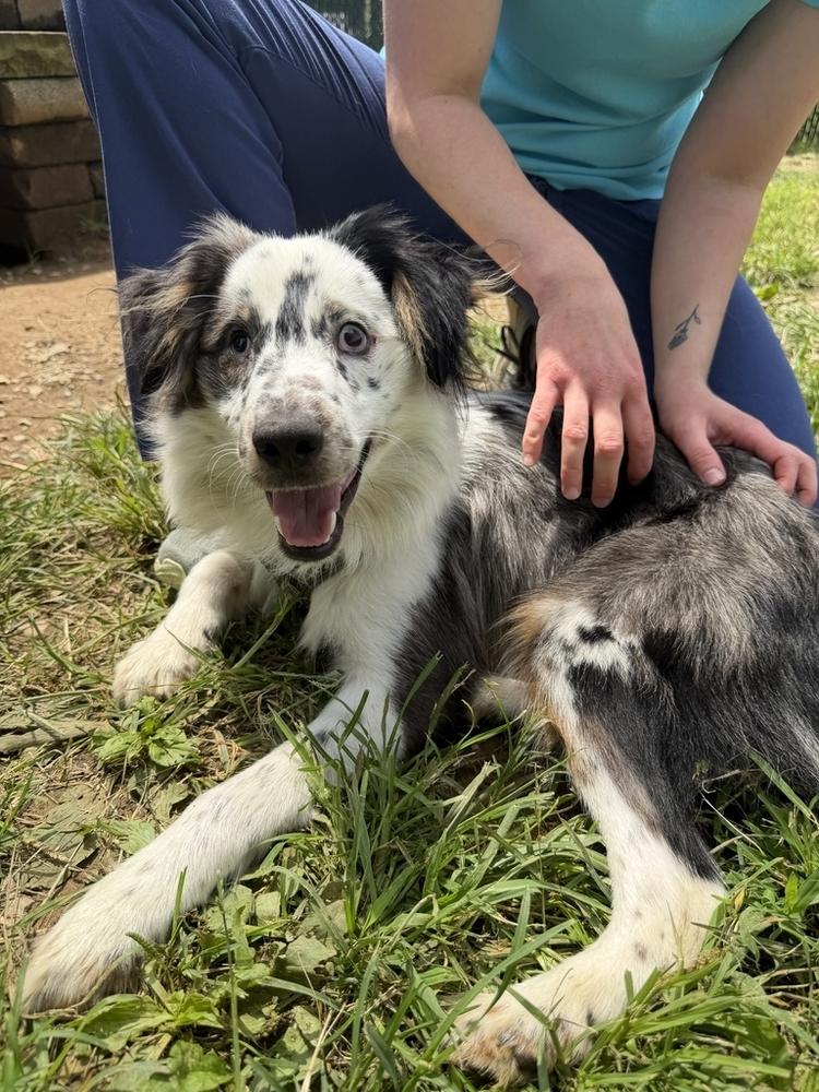 Enlarge Vybe, a Adoptable mixed breed in Troy, VA image 2/3