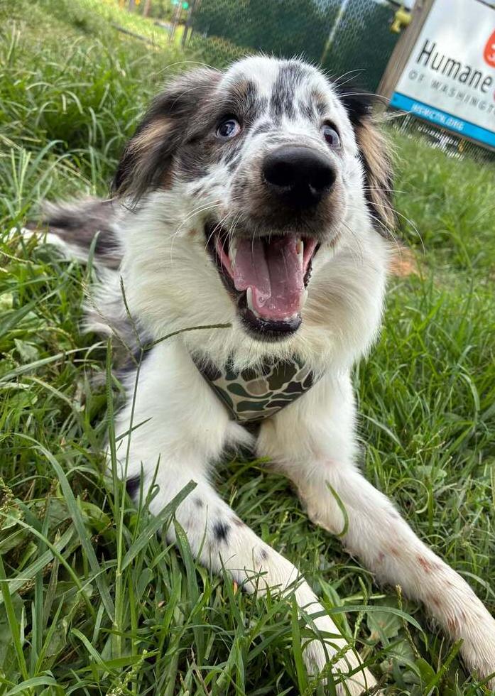 Enlarge Vybe, a Adoptable mixed breed in Troy, VA image 3/3