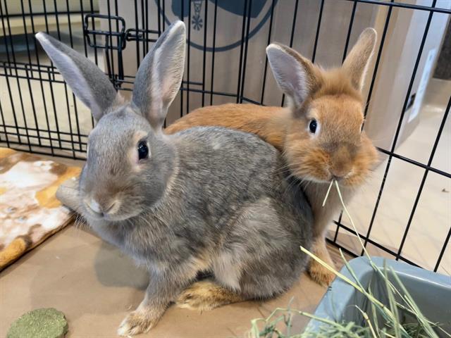 DUSTY, Adoptable, Young Female Netherland Dwarf.