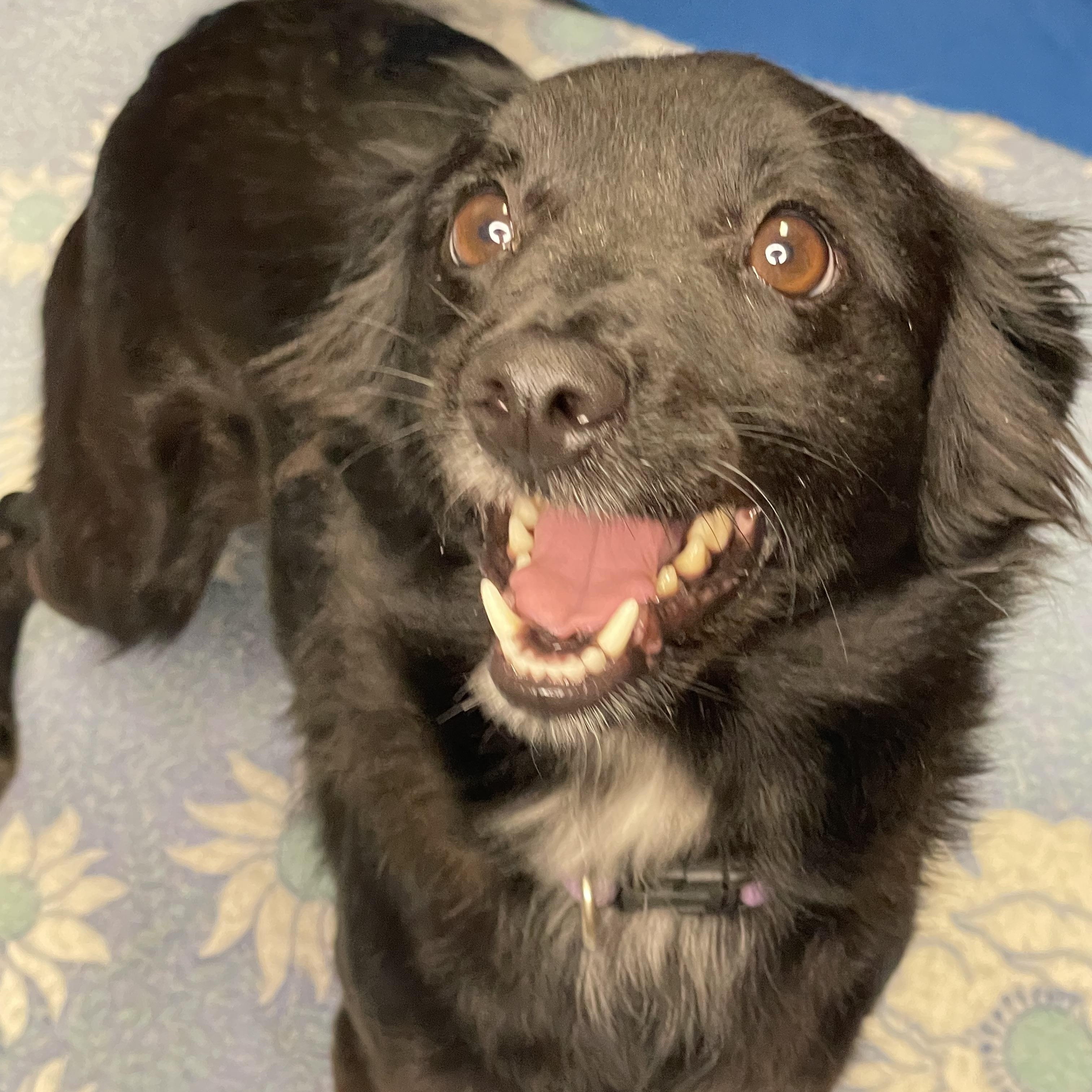 Enlarge Chloe, an adopted mixed breed in Lacon, IL image 1/6