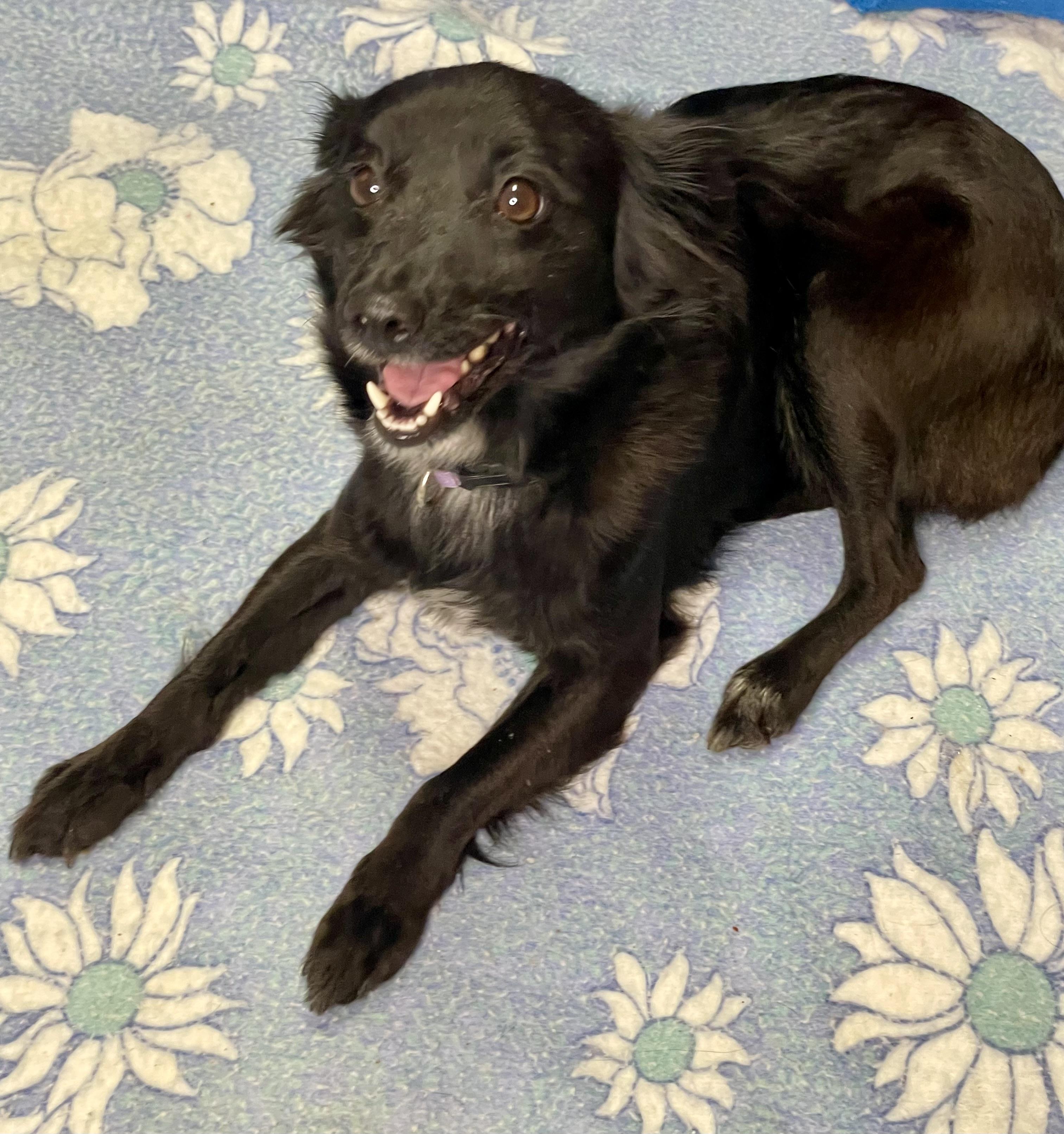 Enlarge Chloe, an adopted mixed breed in Lacon, IL image 6/6