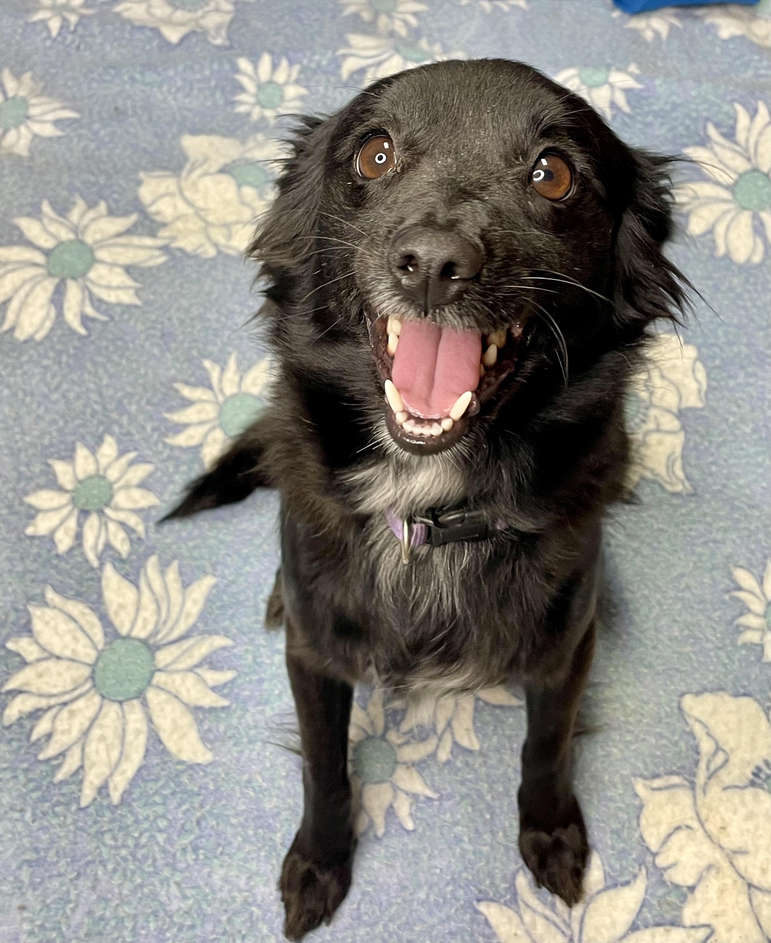 Enlarge Chloe, an adopted mixed breed in Lacon, IL image 5/6