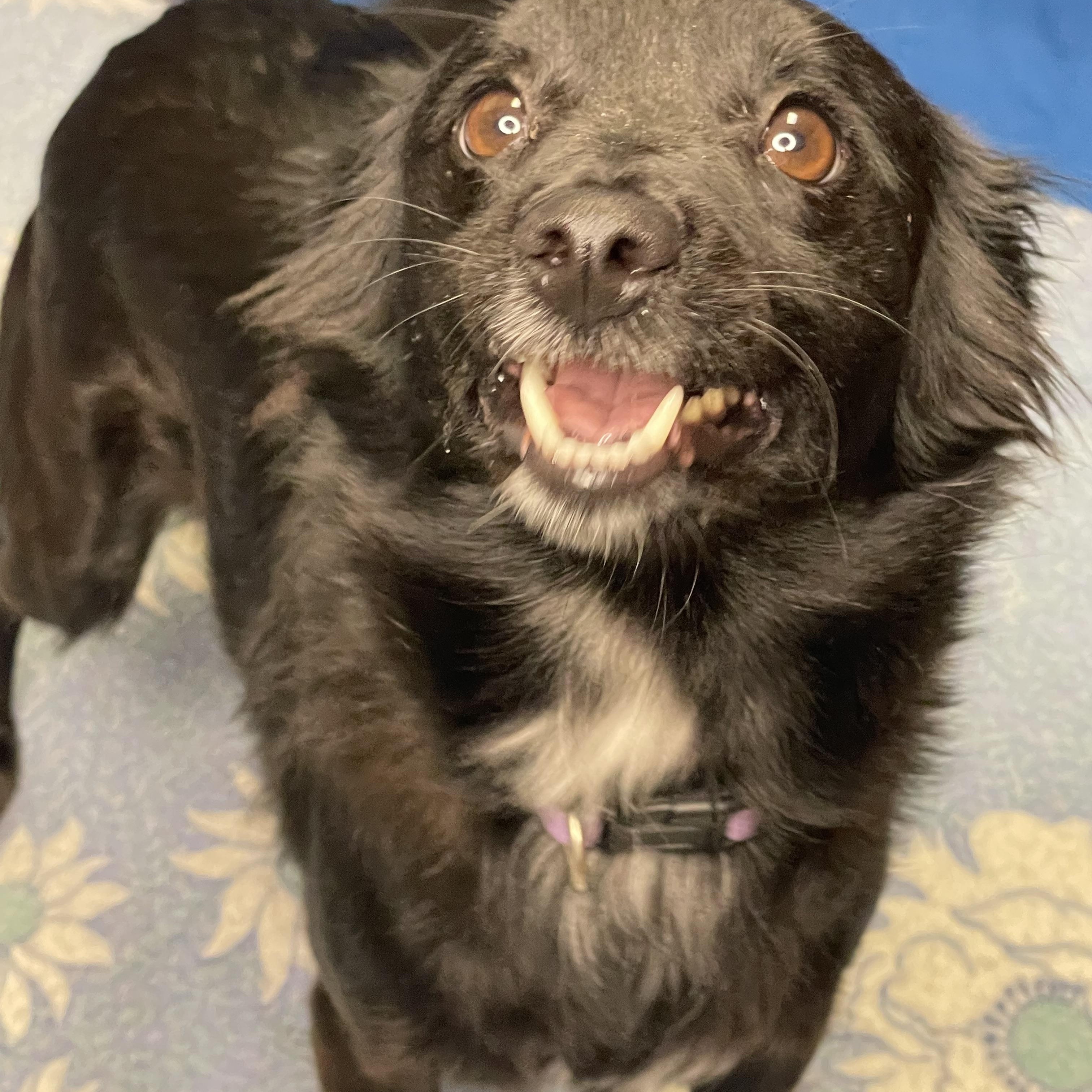 Enlarge Chloe, an adopted mixed breed in Lacon, IL image 4/6
