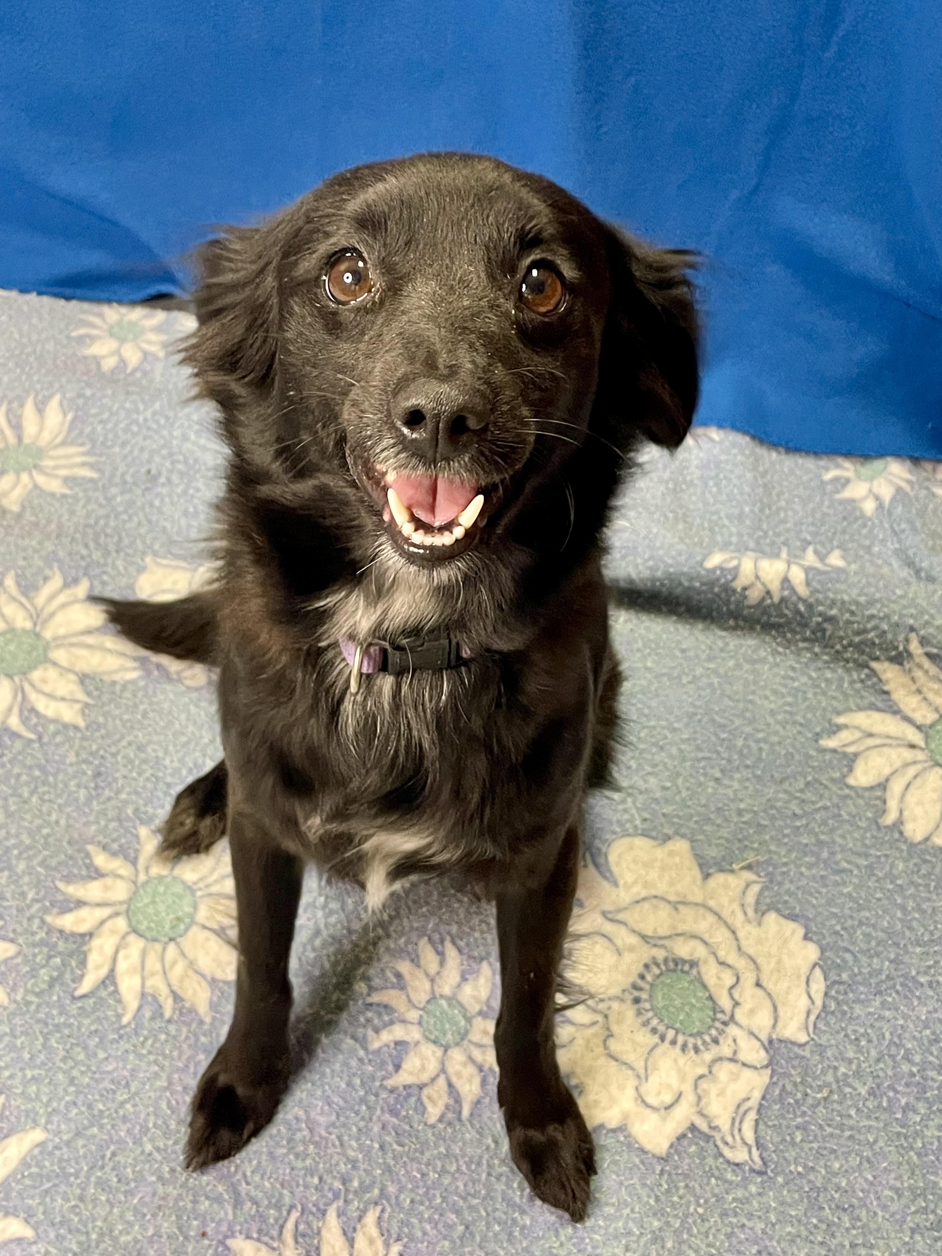 Enlarge Chloe, an adopted mixed breed in Lacon, IL image 3/6