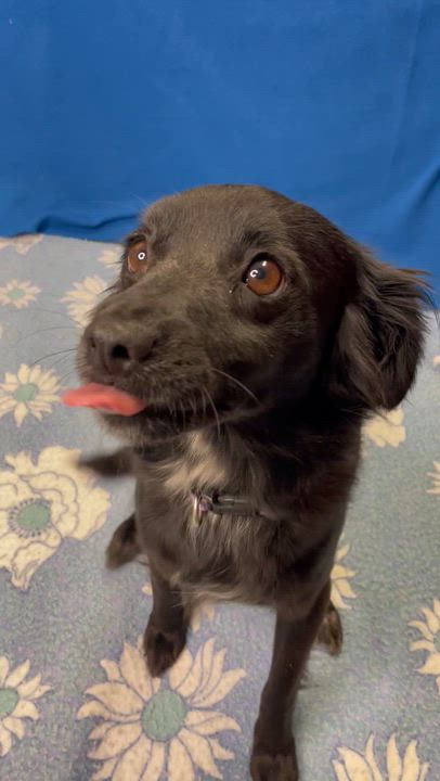 Enlarge Chloe, an adopted mixed breed in Lacon, IL video 2/6