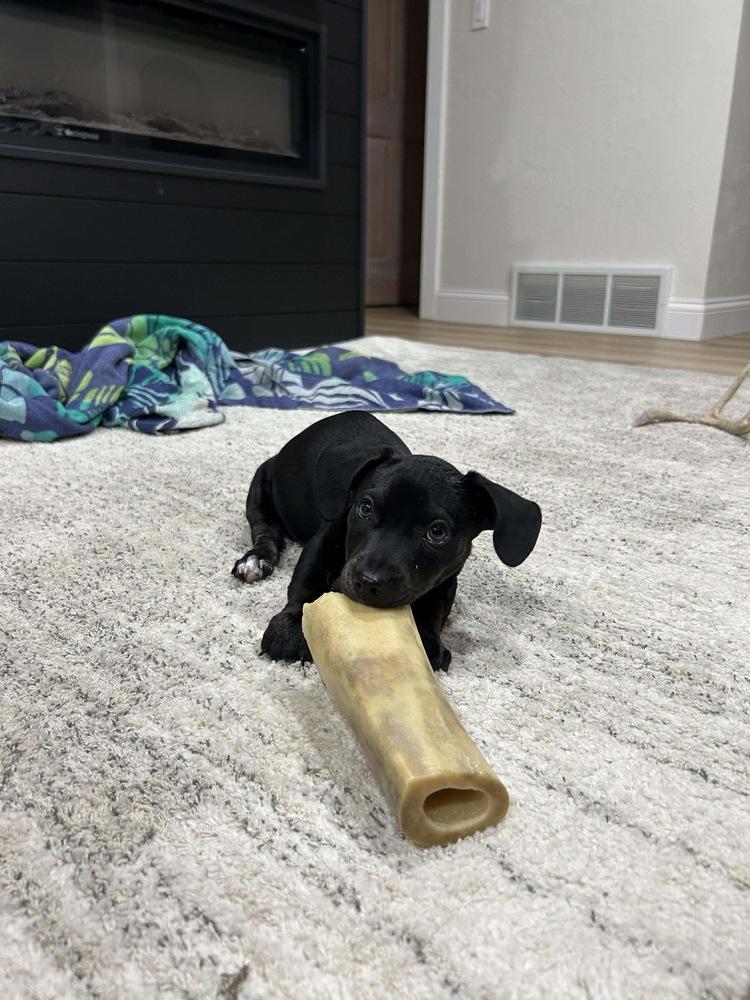 Enlarge Winston, a Adoptable mixed breed in Rockland, WI image 2/5