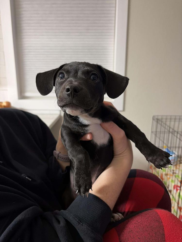 Enlarge Winston, a Adoptable mixed breed in Rockland, WI image 3/5