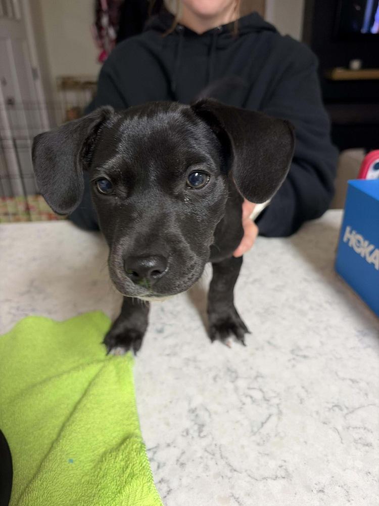 Enlarge Winston, a Adoptable mixed breed in Rockland, WI image 4/5