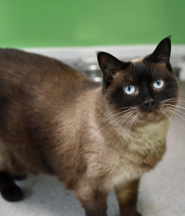 Pomni, Adoptable, Adult Female Siamese.