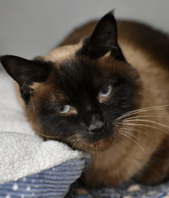 Enlarge Pomni, a Adoptable Siamese in Marietta, GA image 2/3