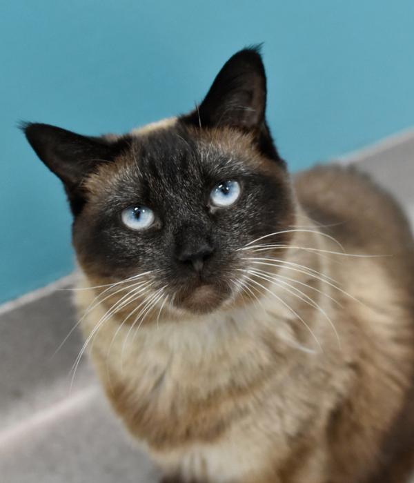 Enlarge Pomni, a Adoptable Siamese in Marietta, GA image 3/3