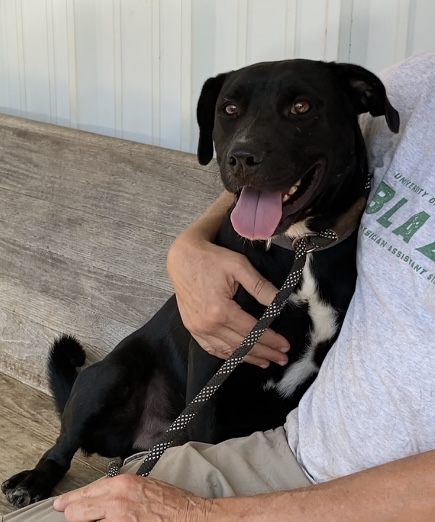Enlarge Roscoe, a Adoptable mixed breed in Huntsville, AL image 1/1