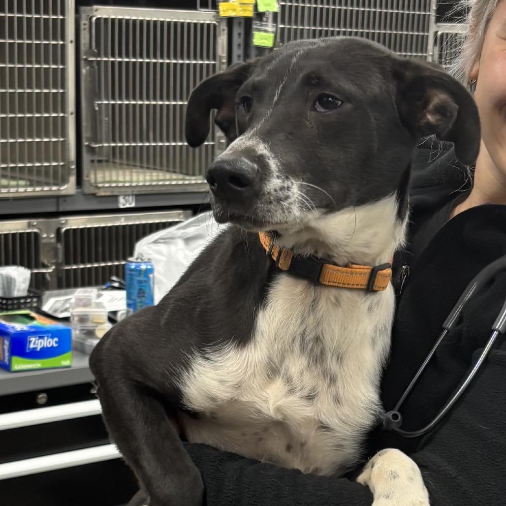 Nikka, Adoptable, Young Female Cattle Dog & Australian Shepherd.