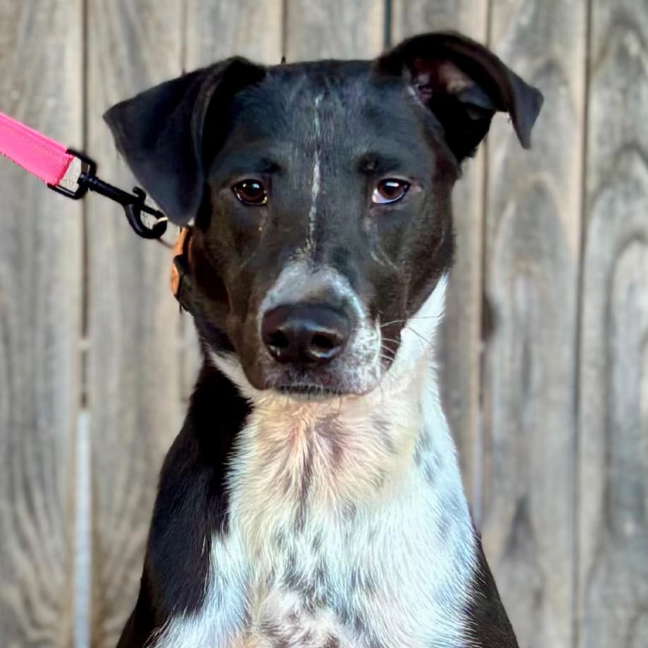 Nikka, a Adoptable mixed breed in Midland, TX image 2/2