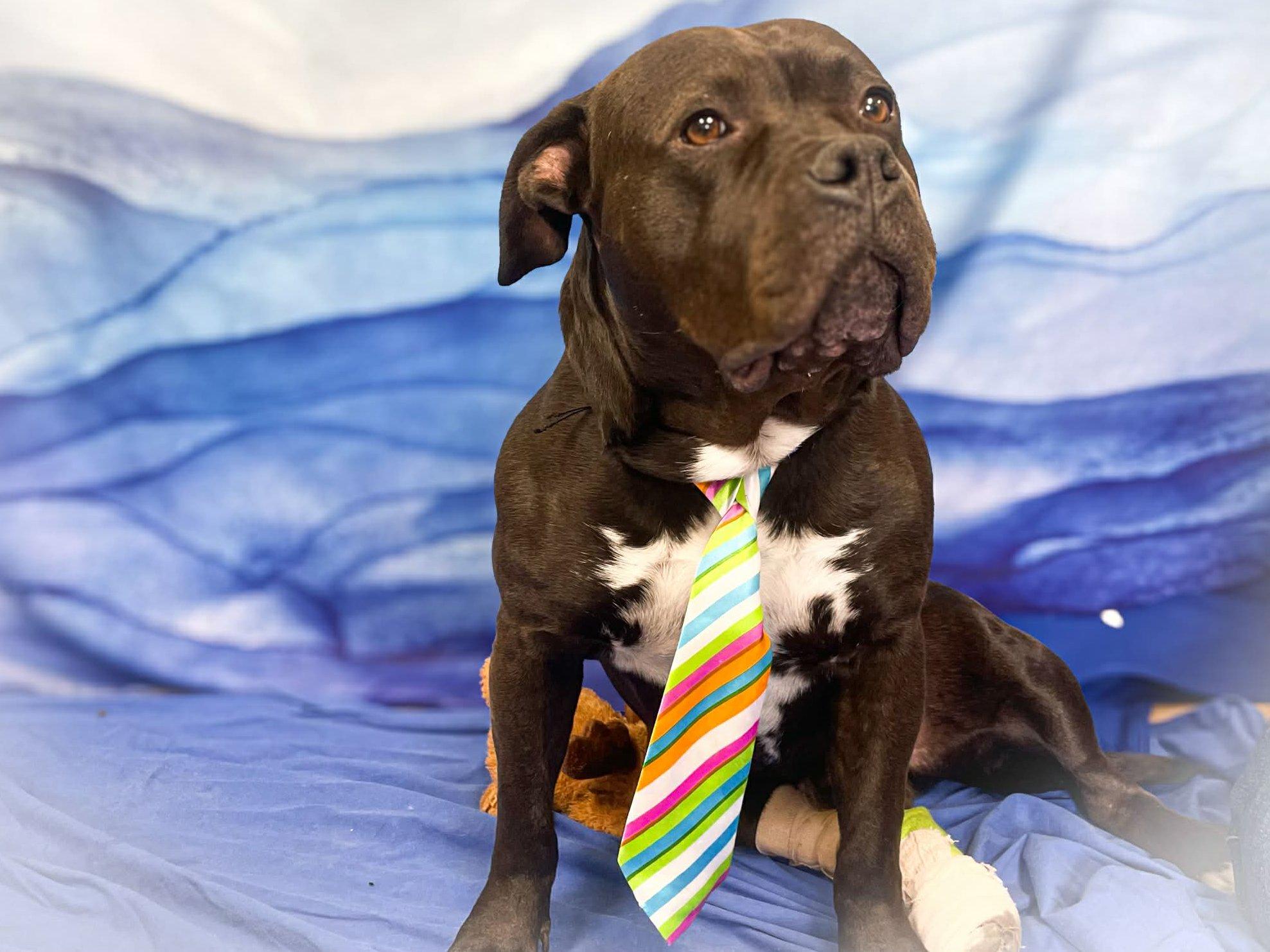 Enlarge Bruce, a ADOPTABLE mixed breed in Republic, WA image 1/6