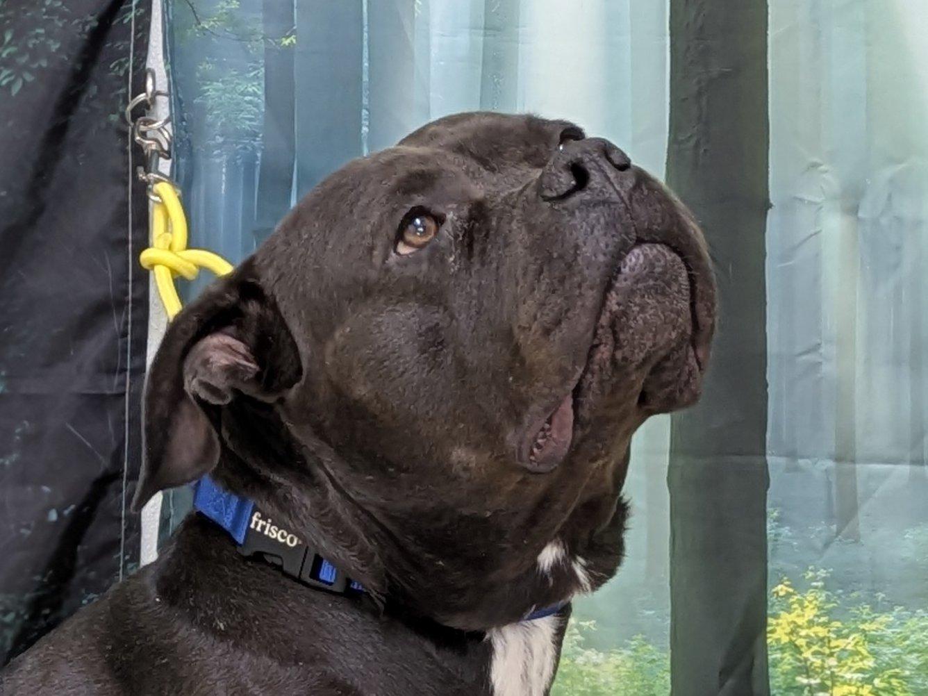 Enlarge Bruce, a ADOPTABLE mixed breed in Republic, WA image 4/6