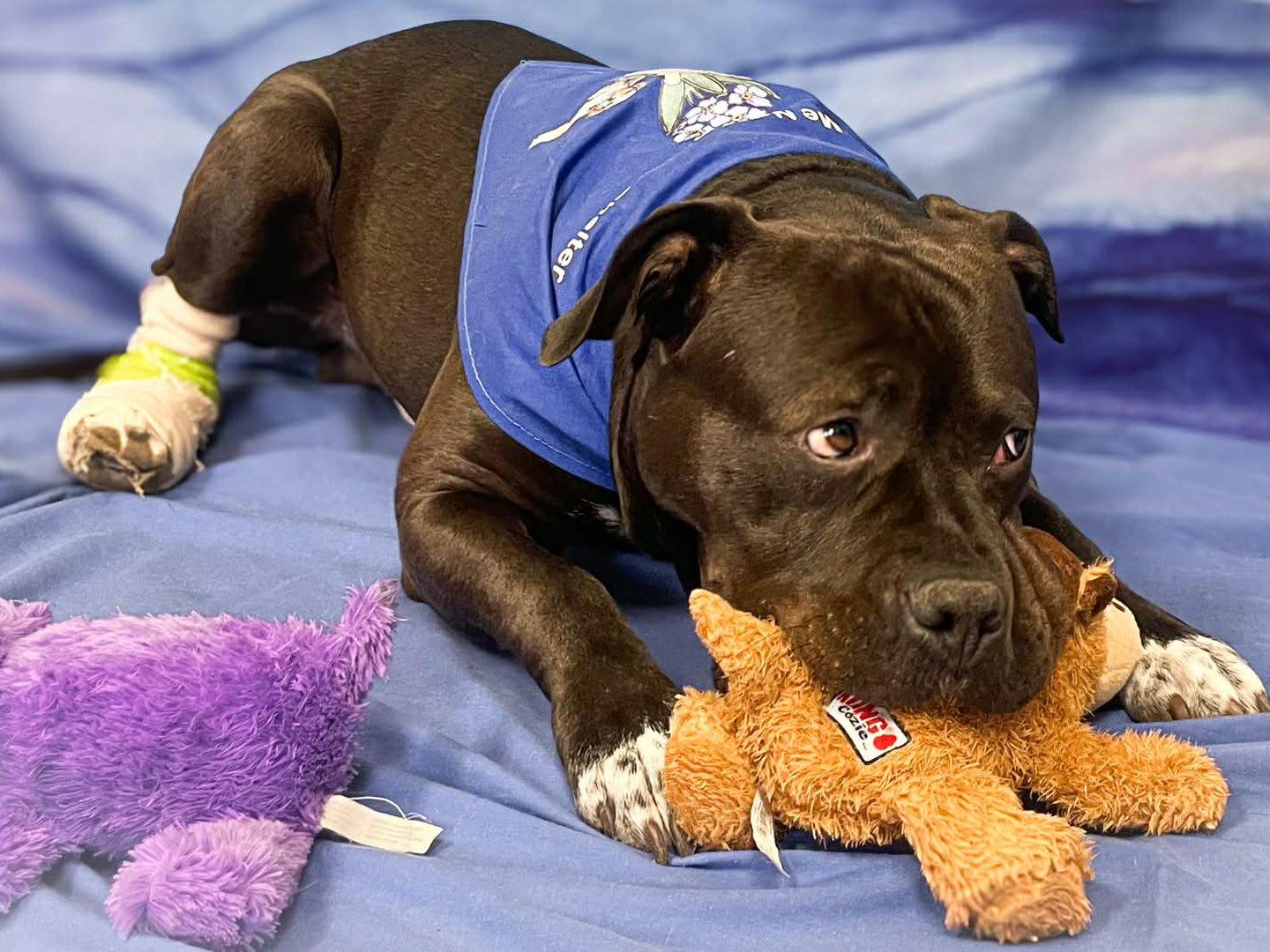 Enlarge Bruce, a ADOPTABLE mixed breed in Republic, WA image 2/6