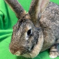 Judy, a Adoptable mixed breed in Haltom City, TX image 5/5