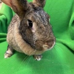 Judy, a Adoptable mixed breed in Haltom City, TX image 2/5