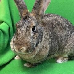 Judy, a Adoptable mixed breed in Haltom City, TX image 3/5