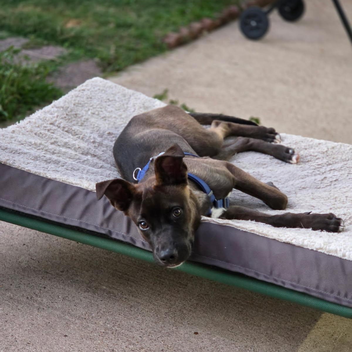 Enlarge Mack, an adopted mixed breed in Danbury, CT image 3/3