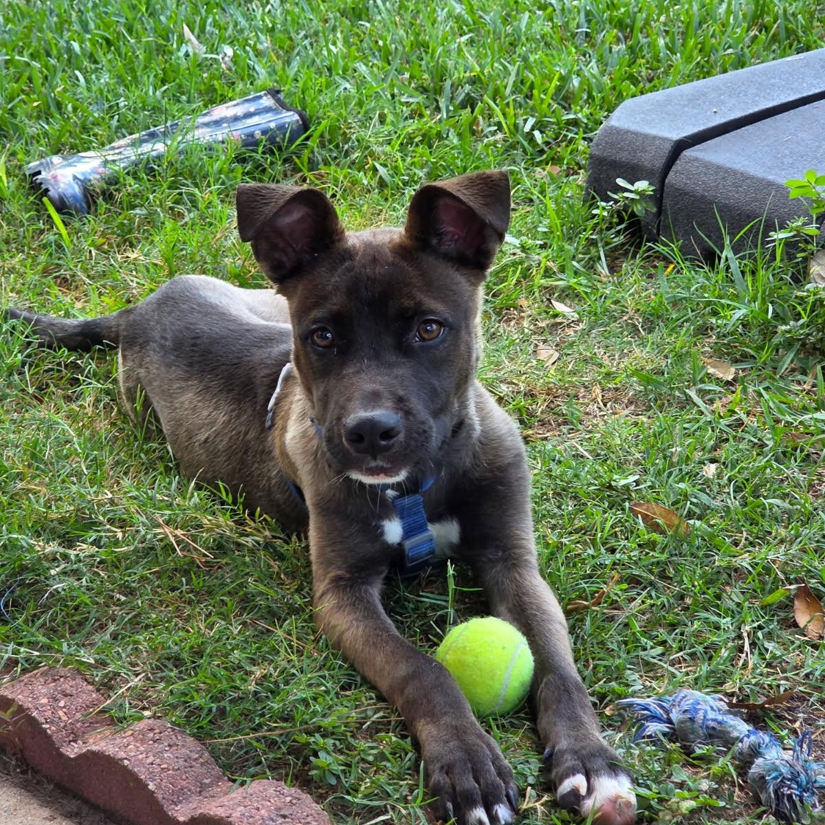 Enlarge Mack, an adopted mixed breed in Danbury, CT image 1/3