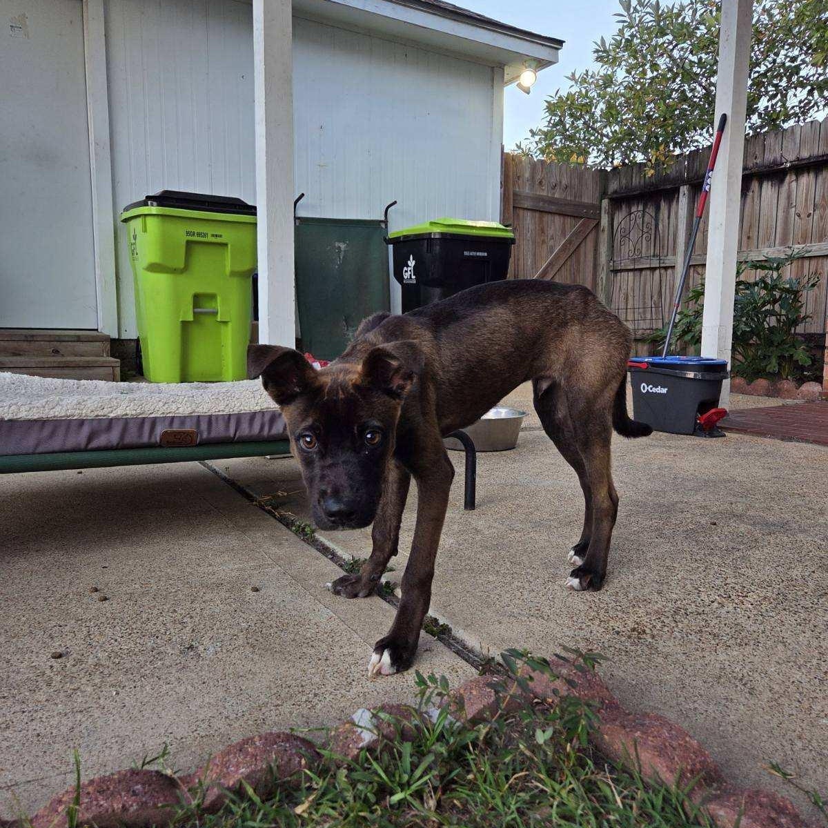Enlarge Mack, an adopted mixed breed in Danbury, CT image 2/3