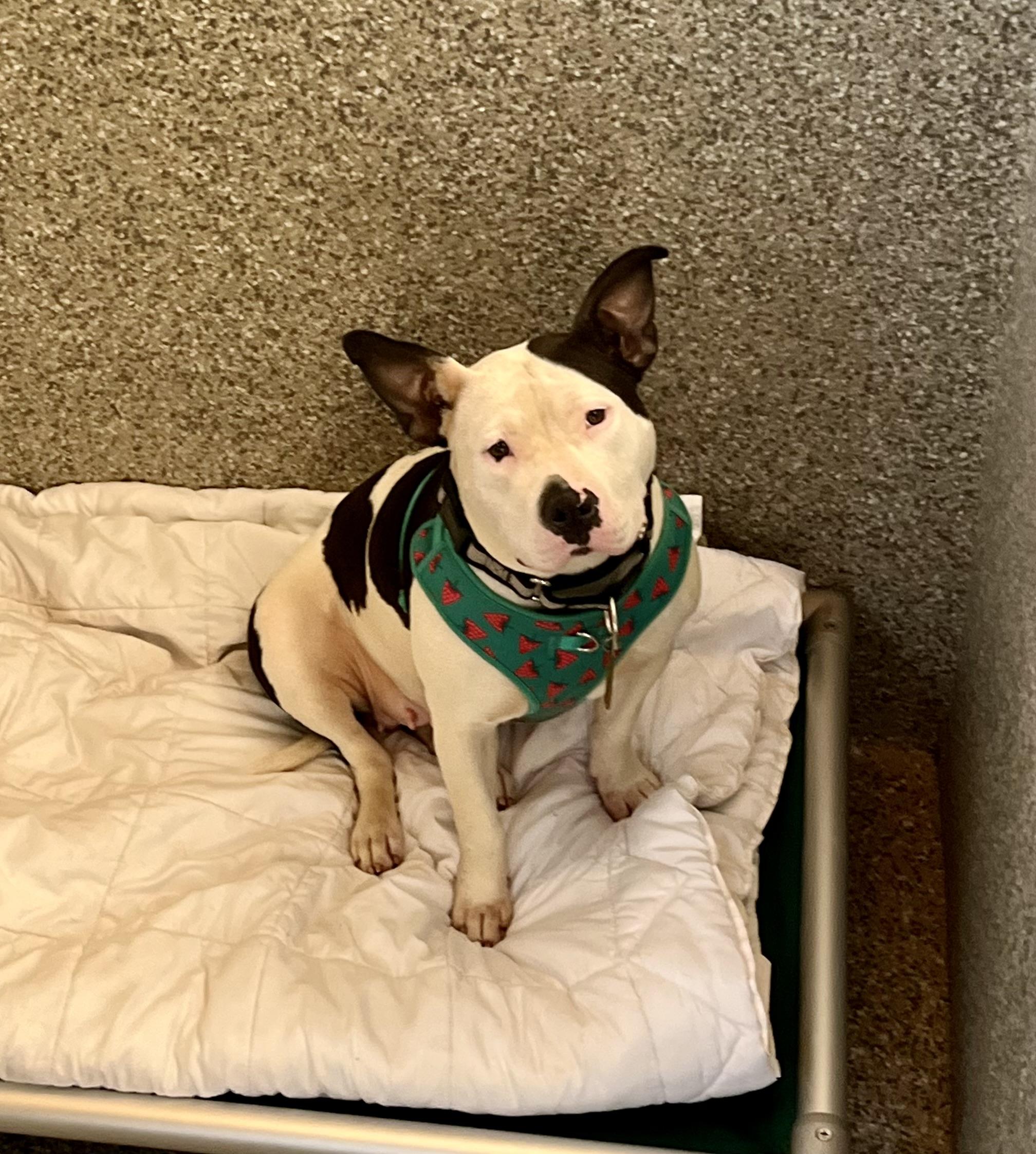 Luda the Lovliest!, a Adopted American Staffordshire Terrier in Athens, OH image 5/5