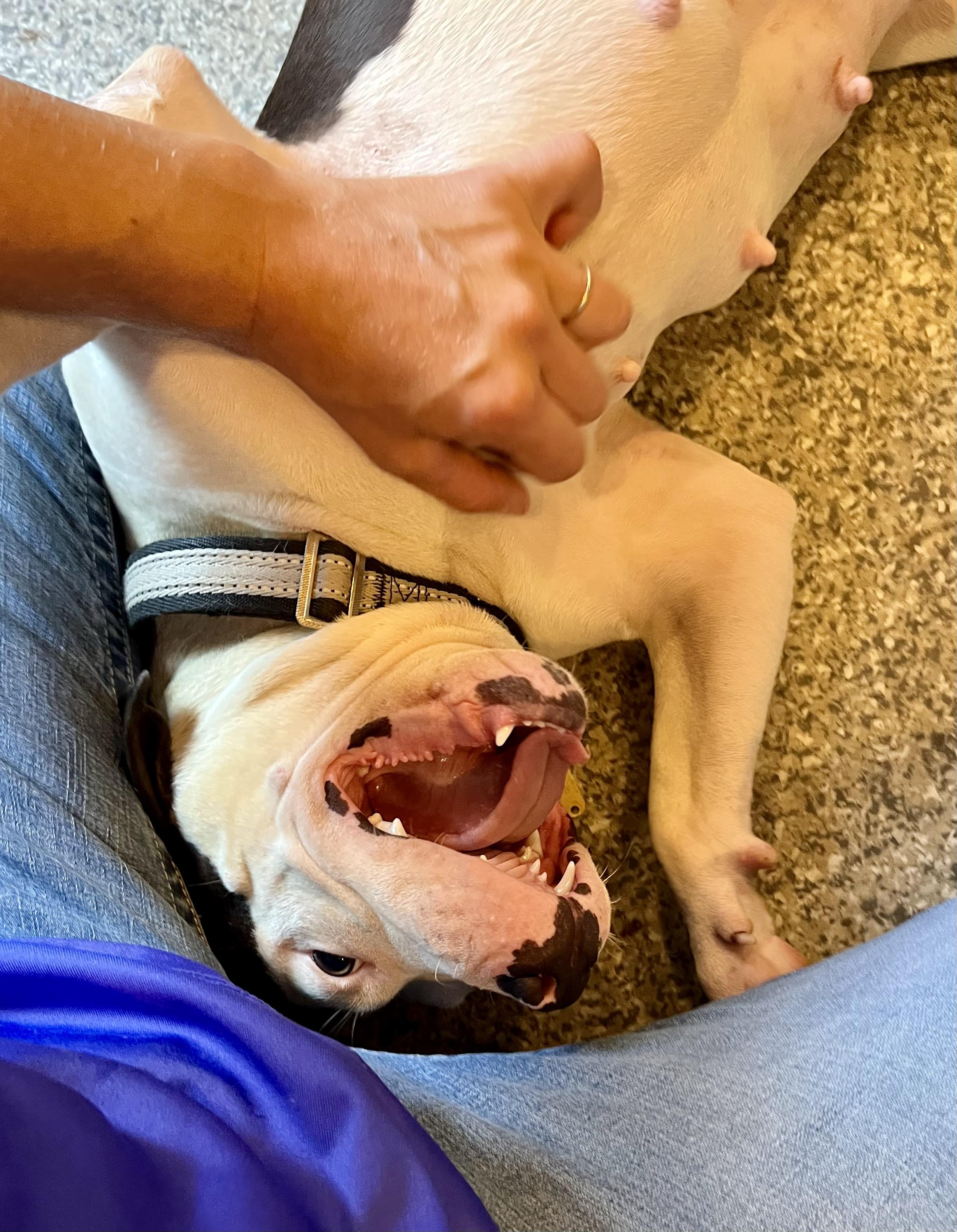 Luda the Lovliest!, a Adopted American Staffordshire Terrier in Athens, OH image 3/5