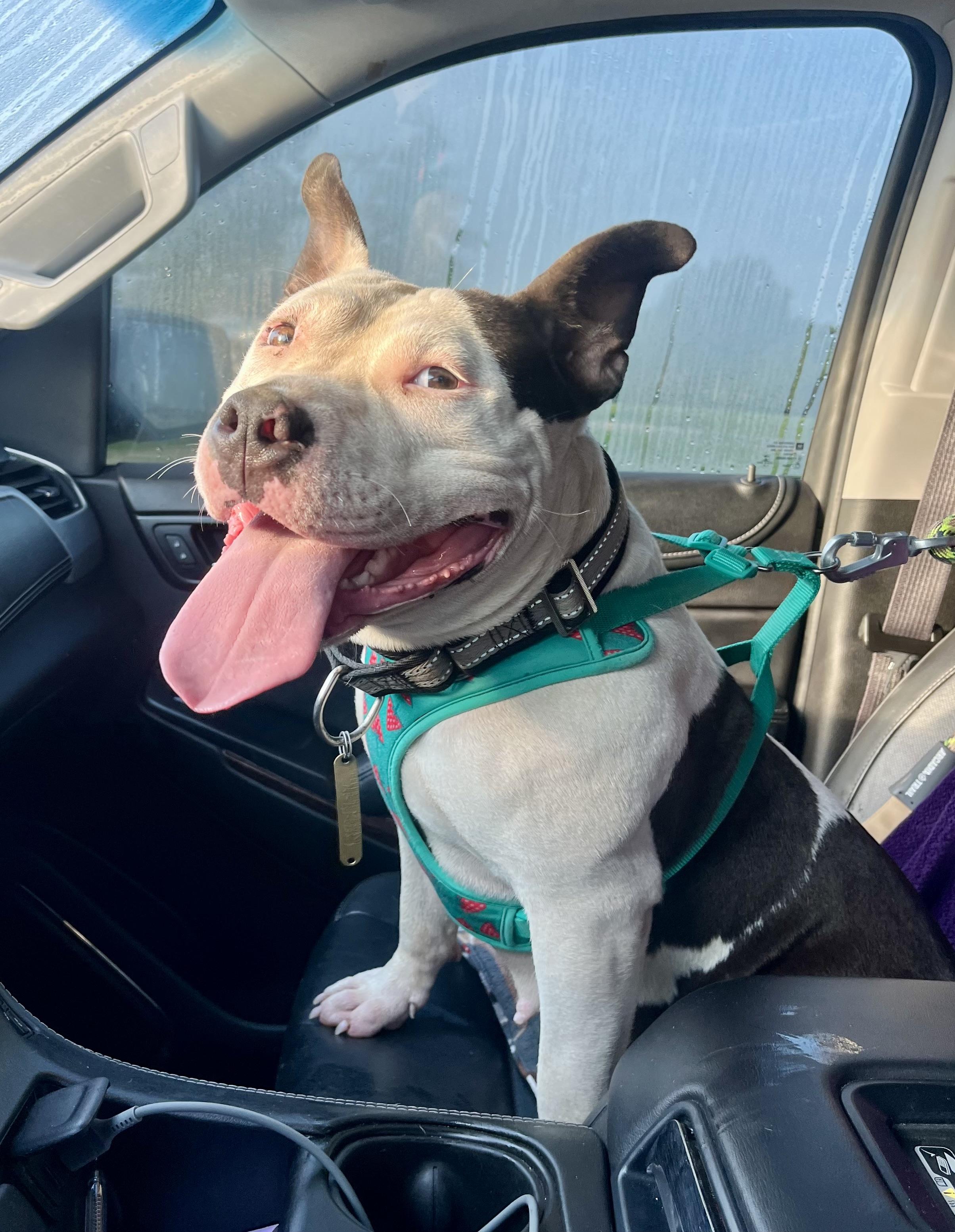 Luda the Lovliest!, Adopted, Young Female American Staffordshire Terrier.