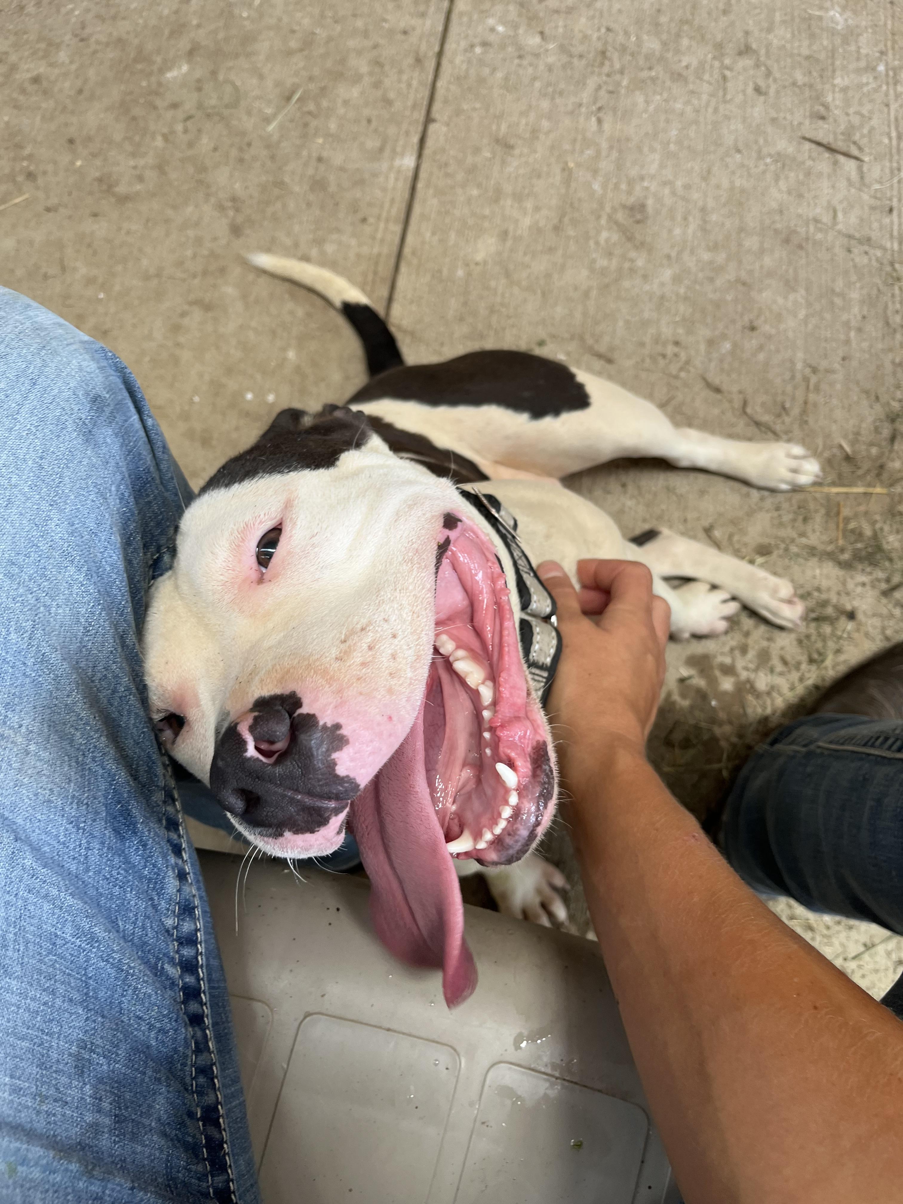 Luda the Lovliest!, a Adopted American Staffordshire Terrier in Athens, OH image 2/5