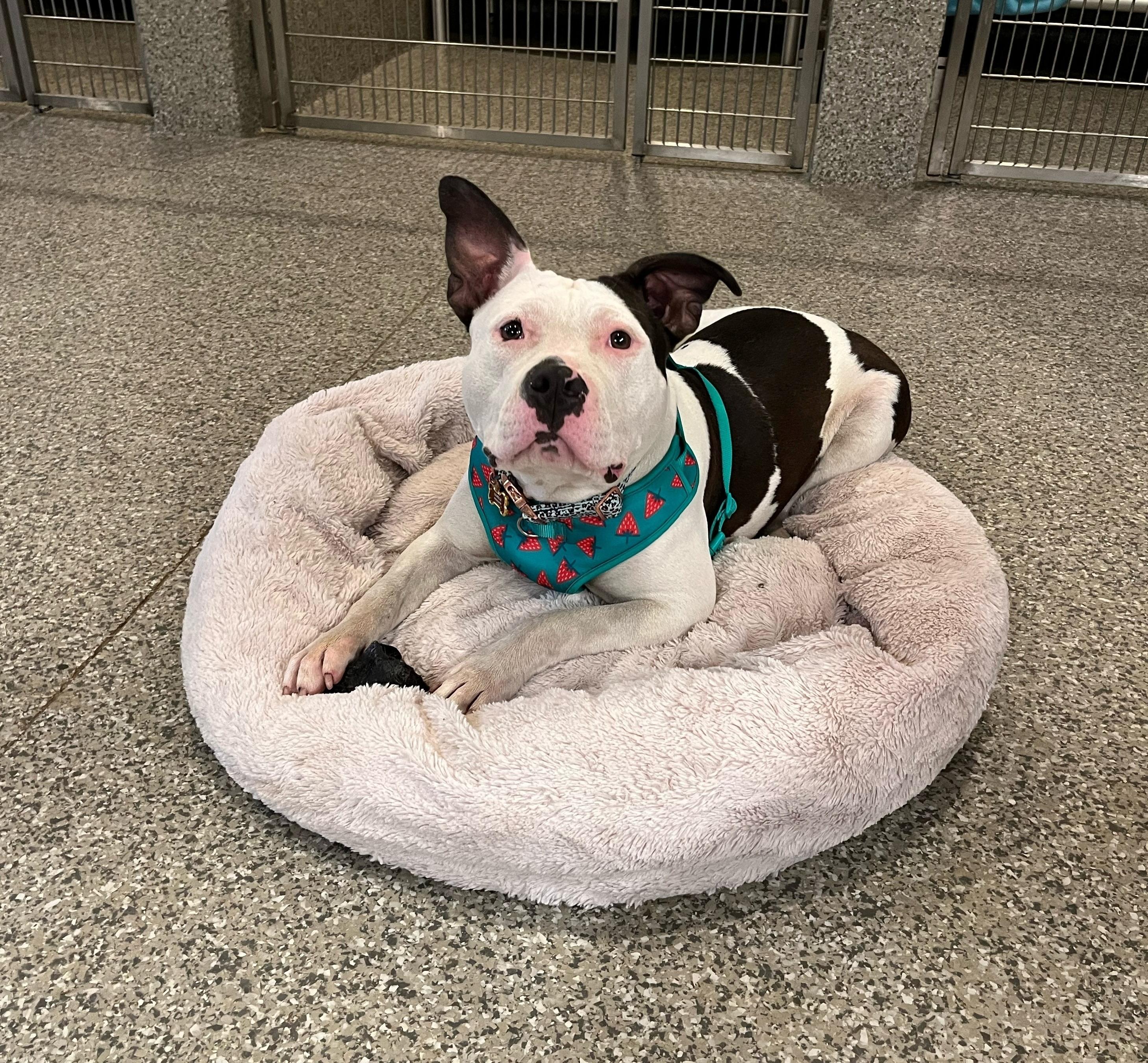 Luda the Lovliest!, a Adopted American Staffordshire Terrier in Athens, OH image 4/5