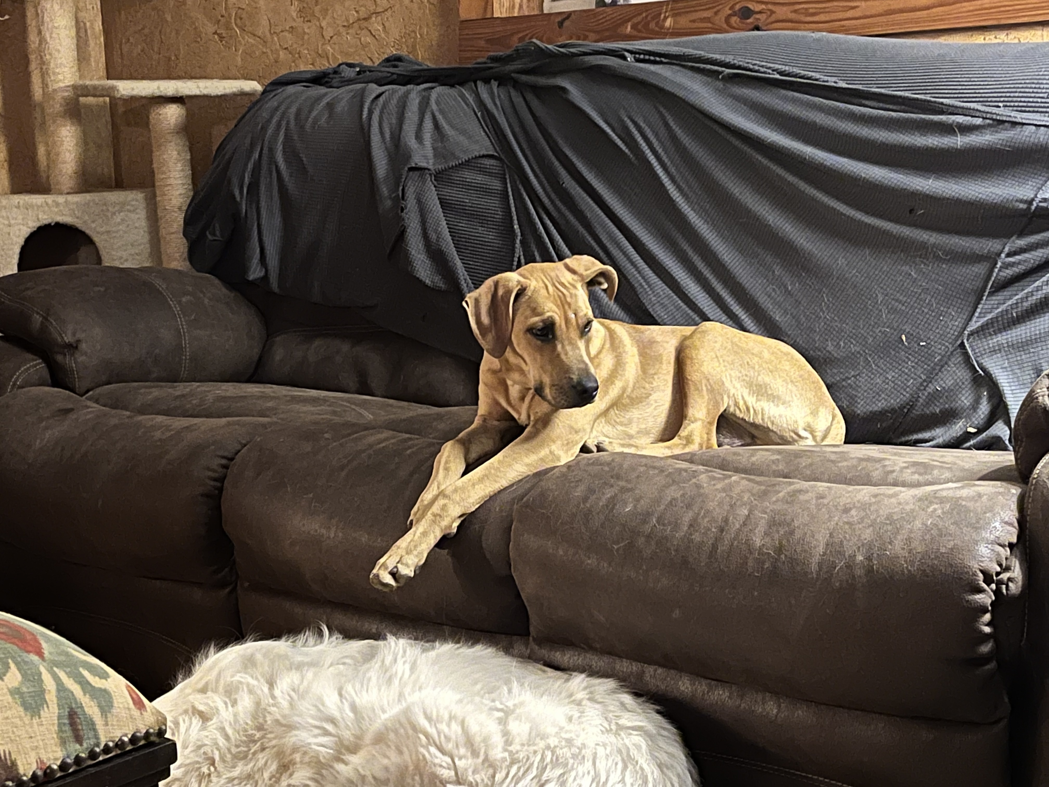 Frodo, a Adoptable mixed breed in Paradise, TX image 1/6