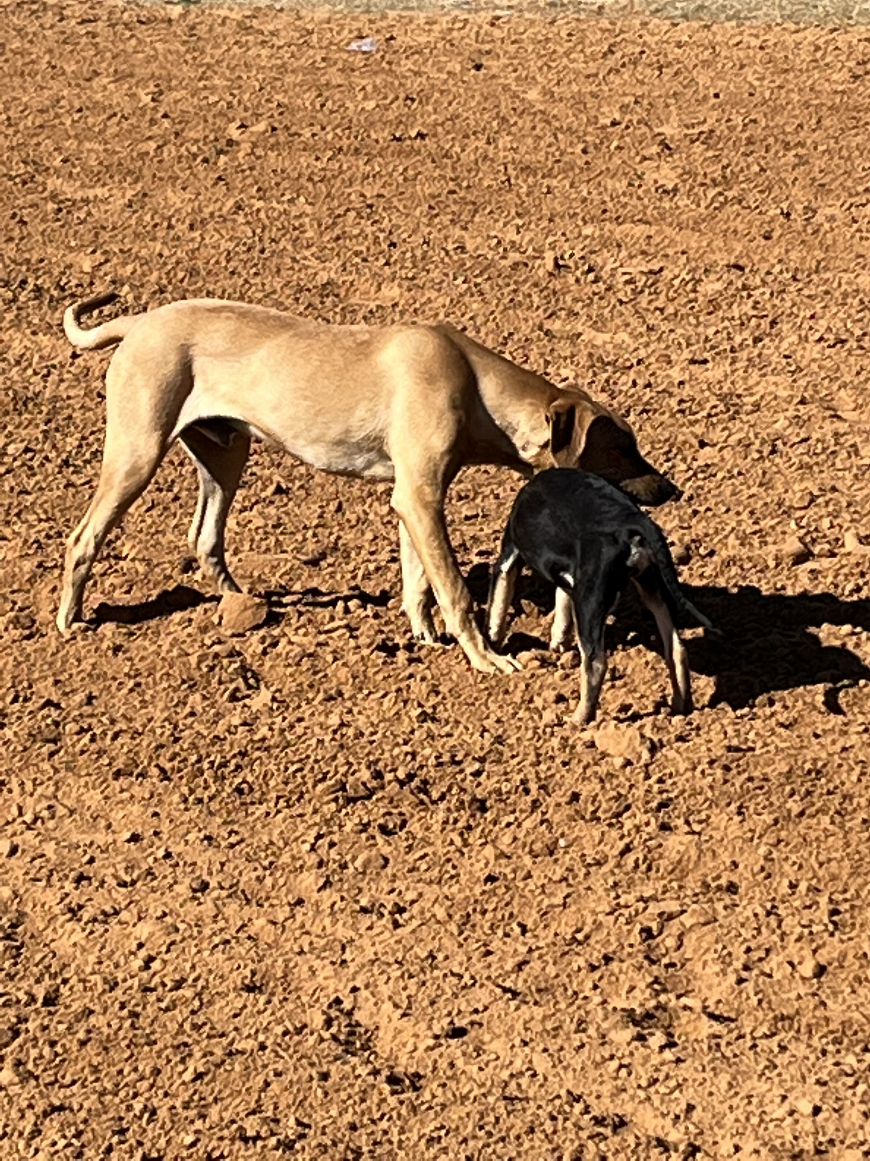 Frodo, a Adoptable mixed breed in Paradise, TX image 2/6