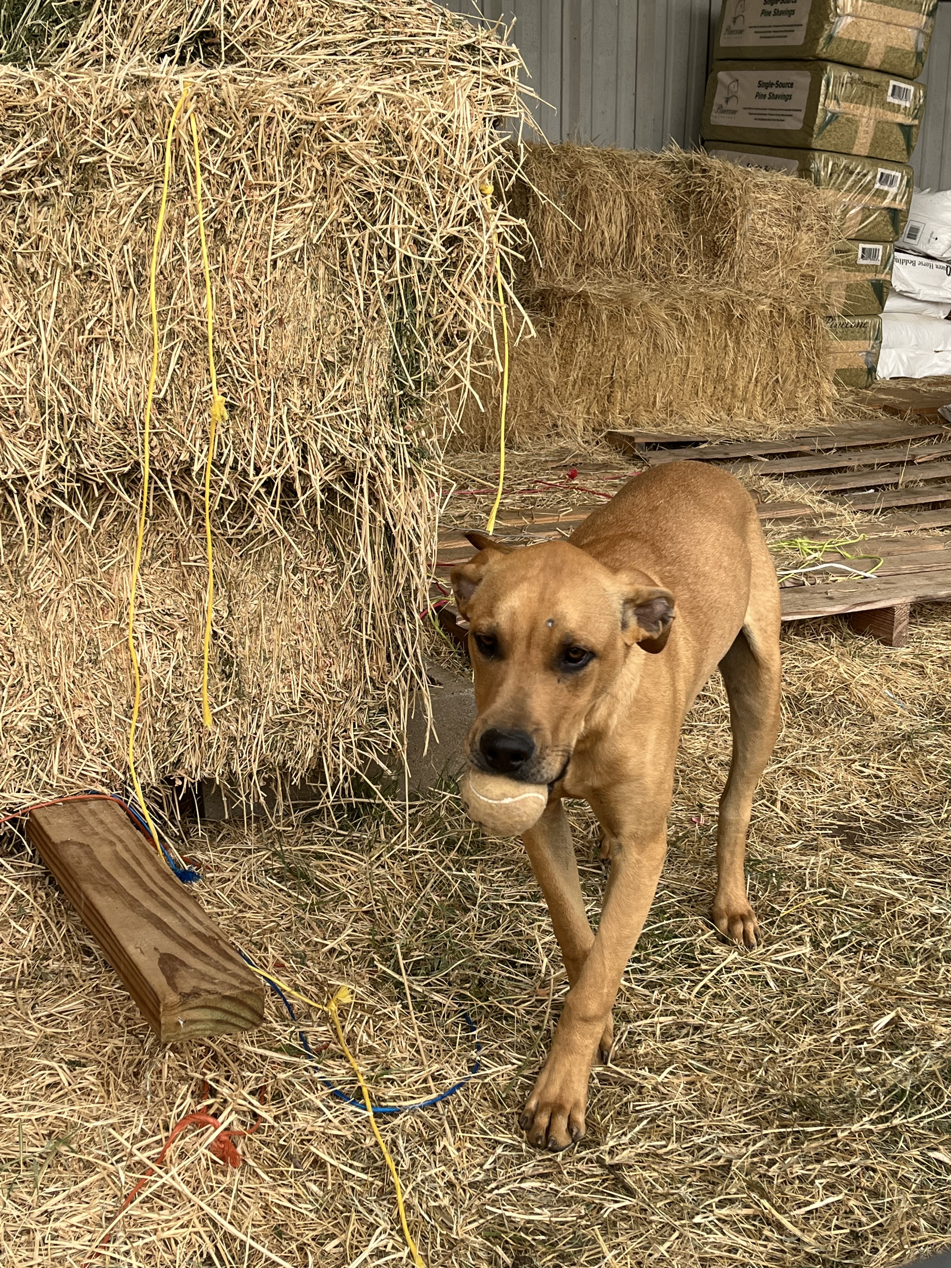 Frodo, a Adoptable mixed breed in Paradise, TX image 3/6