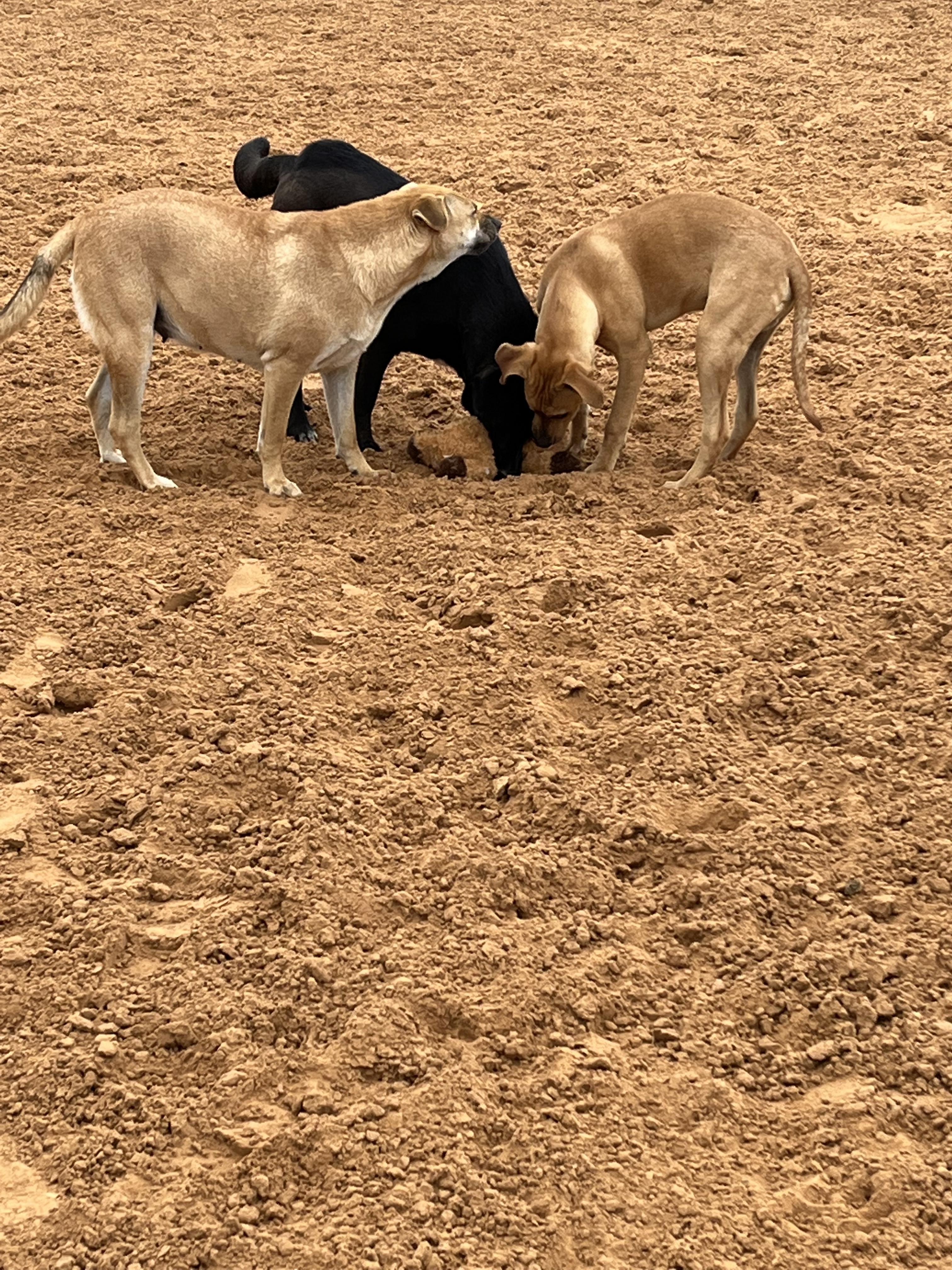 Frodo, a Adoptable mixed breed in Paradise, TX image 4/6