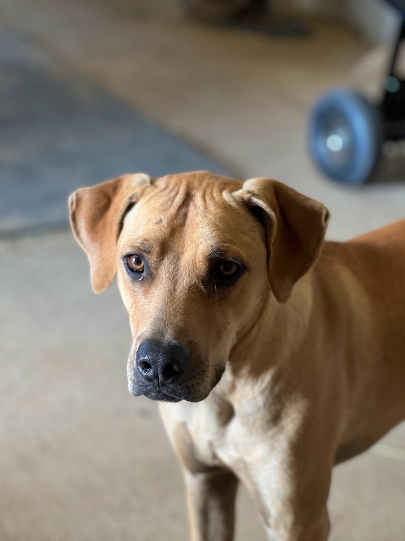 Frodo, a Adoptable mixed breed in Paradise, TX image 5/6