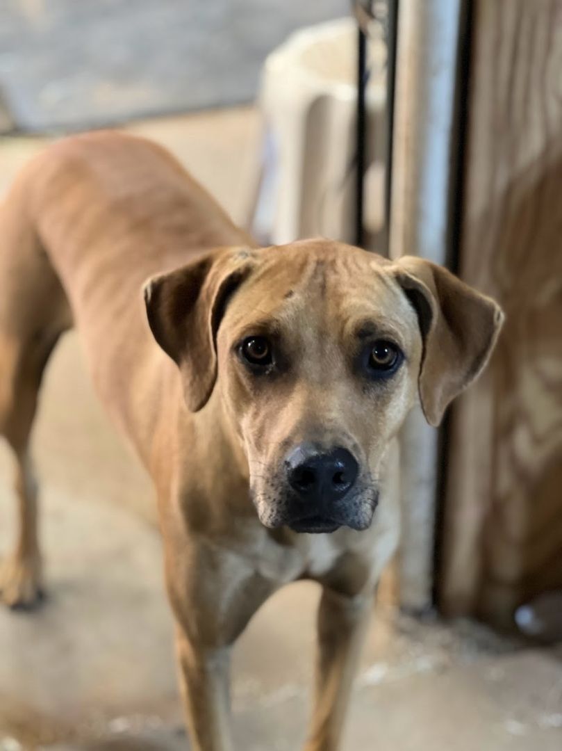 Frodo, Adoptable, Puppy Male Black Mouth Cur.