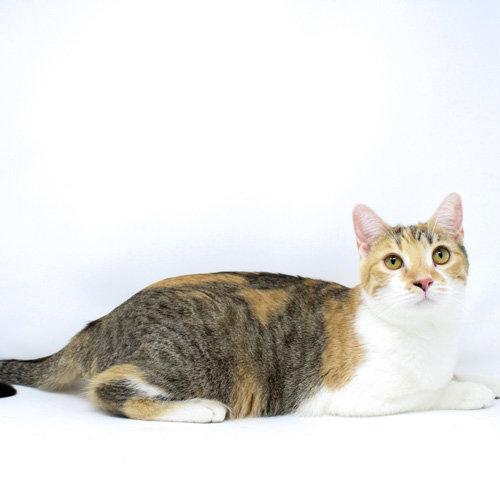 Pecan Sandie, a Adoptable Domestic Short Hair in Florence, AZ image 2/2